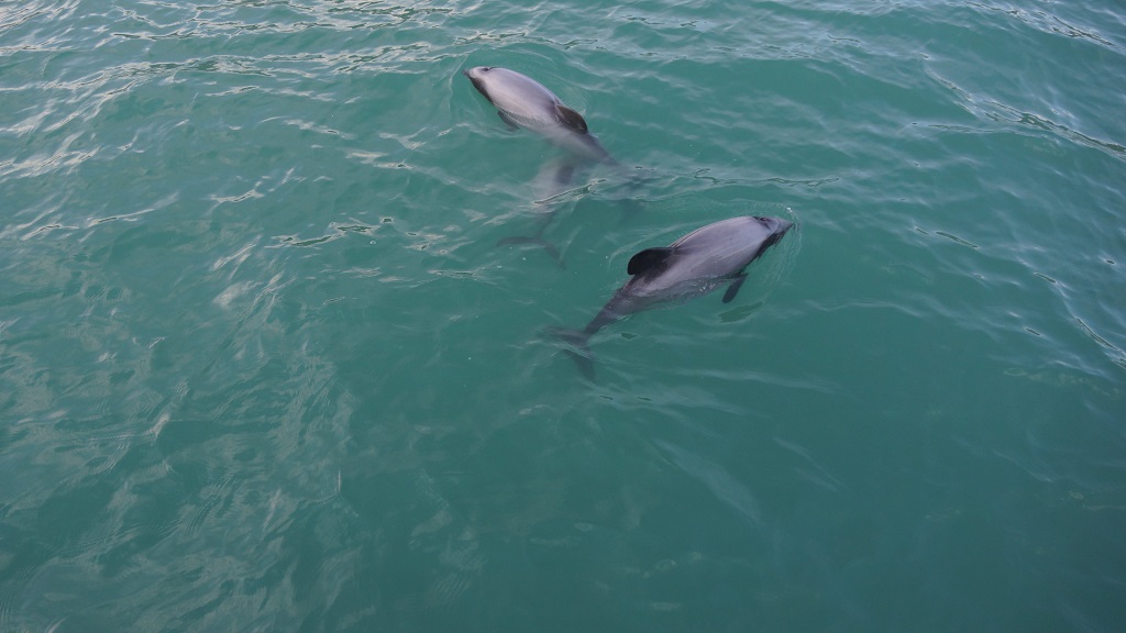 Panama City Beach Dolphin Tours & Adventures 2