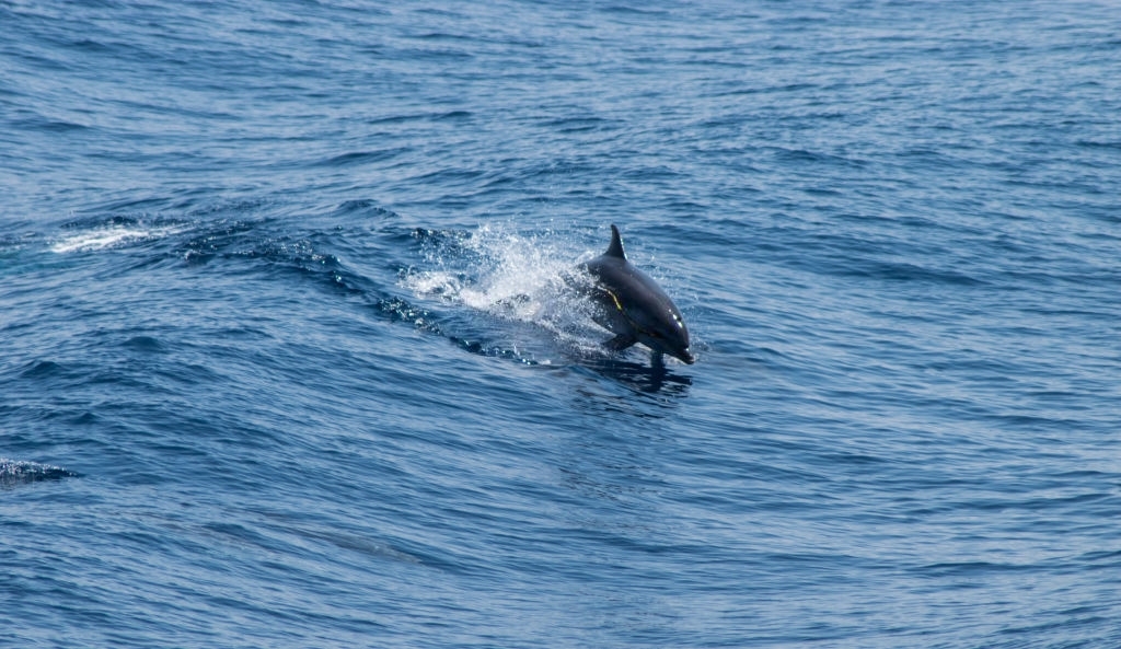 Panama City Beach Dolphin Watch