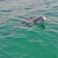 Panama City Beach Dolphin Tours Up Bar