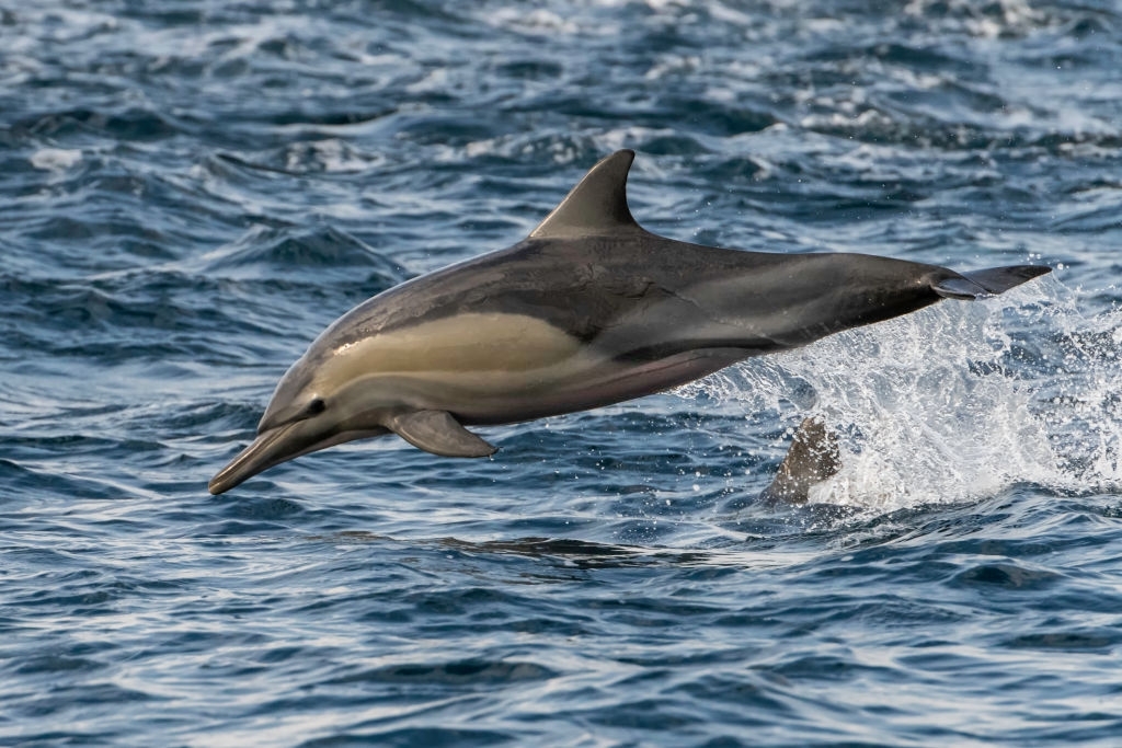 What ocean has the most dolphins