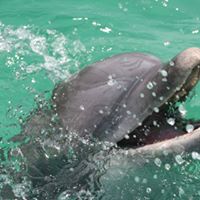 Can you swim with dolphins at Panama beach