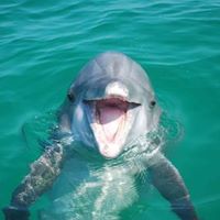 Why do dolphins slap the water with tail