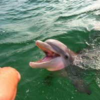 Water Planet Dolphin Swim Tours Panama City Beach Fl