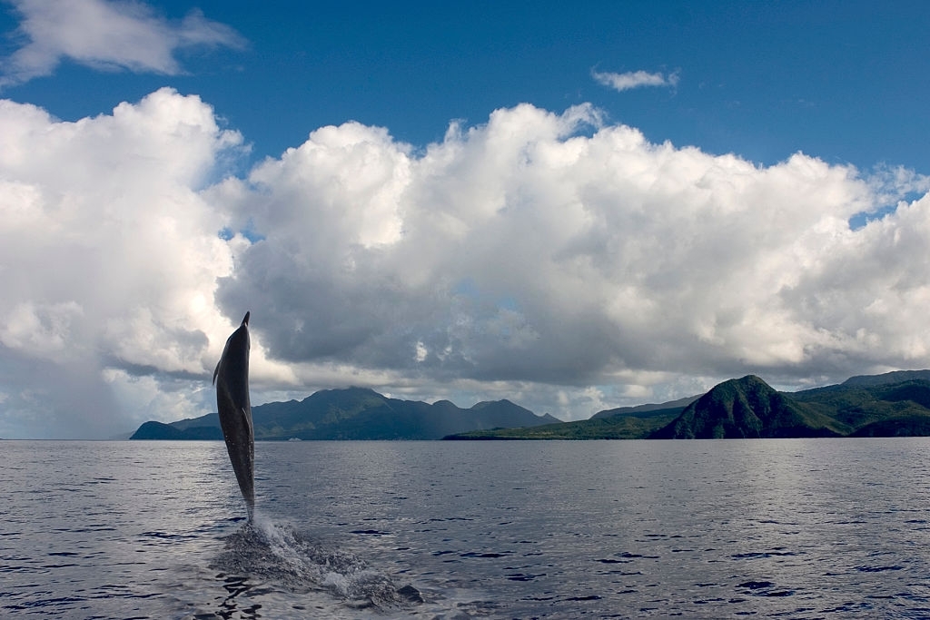 Do dolphins come out at sunset