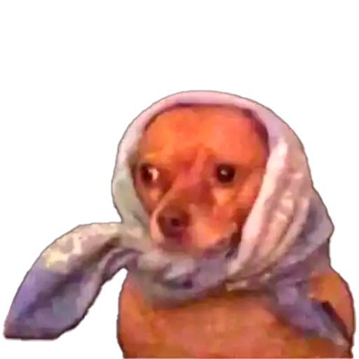 :dogginha: