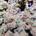 Redding420.c0m Marijuana indoor, outdoor, Redding 420 Redding420