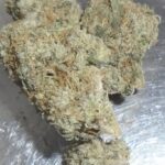 Lemon Cherry Gelato Indoor Cannabis
