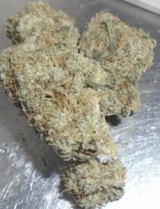 Lemon Cherry Gelato Indoor Cannabis
