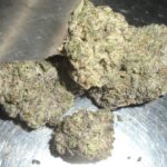 Purple Hindu Kush Indoor Cannabis