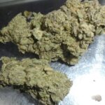 Moon Glue Indoor Cannabis Rare New Strain
