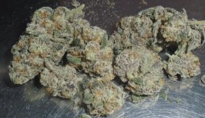Glenn's Glitter Bomb Indoor Cannabis
