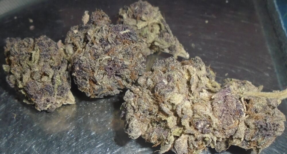 Dark Horse Indoor Cannabis Redding 420 Marijuana Delivery