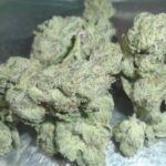 Nicks White Flamingo Indoor cannabis Redding 420 Marijuana