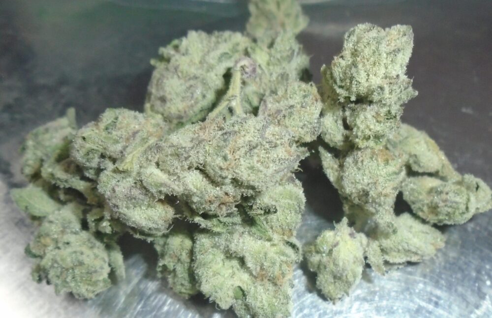 Nicks White Flamingo Indoor cannabis Redding 420 Marijuana