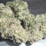 Pina Acai Indoor Cannabis Redding 420 Marijuana Delivery