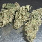 Nick's Sherbet Pie Indoor Cannabis