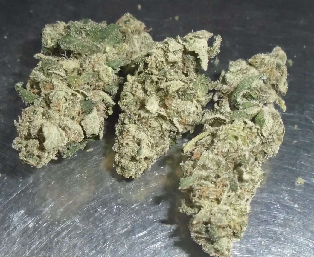 Nick's Sherbet Pie Indoor Cannabis