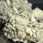Glenn's Bell Ringer Indoor Cannabis