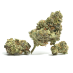 nick's Island Girl indoor cannabis