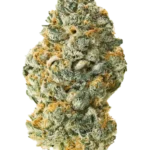 Nick's Berry Melon-O Indoor Cannabis