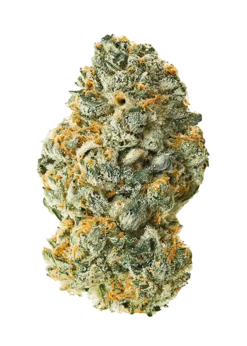 Nick's Berry Melon-O Indoor Cannabis