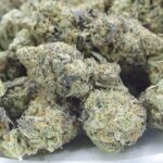 Nick's Khalifa Mints Indoor Cannabis