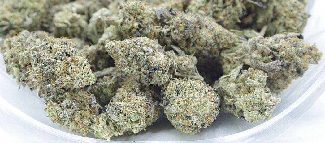 Nick's Khalifa Mints Indoor Cannabis
