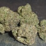 Z-41 Indoor Cannabis