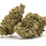 KC's Banana Guava Indoor Cannabis