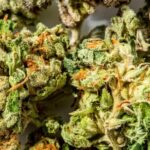 Ugly Stepsister Light Dep Marijuana