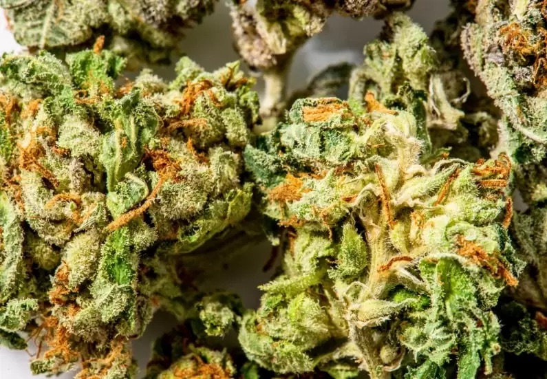 Ugly Stepsister Light Dep Marijuana