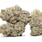 Nick's Purple Starburst Indoor Cannabis