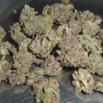 Biscotti Indoor Cannabis flower from Redding 420