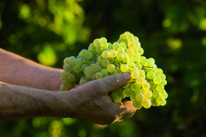 2019 Harvest White Grapes - Alexander Grappa