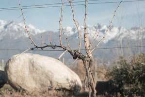 2023 Cane pruned vine andes bkg - Bodegas CARO