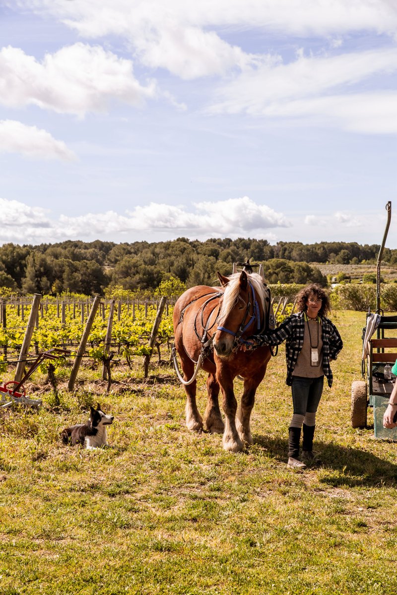 2023 Horse dog and worker in vineyard - Cote Mas