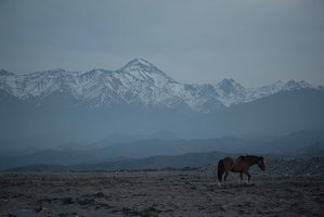 2023 Horse with andes background - Bodegas CARO