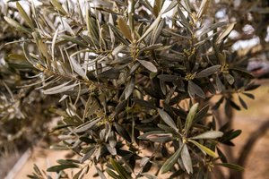 2023 olive tree closeup - Cote Mas