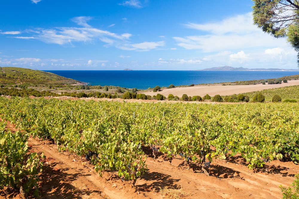 Vineyard with sea - Sella & Mosca