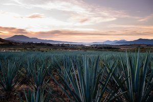 Agave fields at sunset - Tequila Bribon