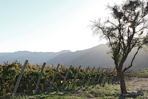Argentine vineyard with tree - Bodegas Callia
