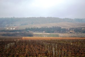 Bertanga Burgundy hillside - Bertagna