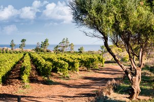 Capo Milazzo vineyard - Planeta