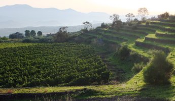 Etna Sciaranuova vineyard - Planeta