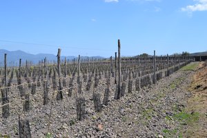 Etna young vineyard - Planeta
