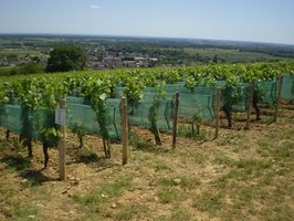 Experimental anti-hail netting in Domaine Bertagna vineyards - Bertagna