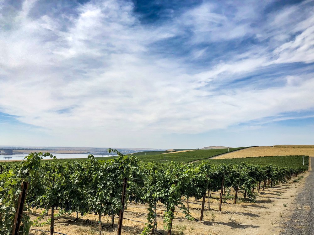Zirkle vineyard - High Heaven Vintners