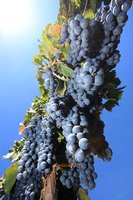 Grapes hanging on vine in Argentina - Bodegas Callia