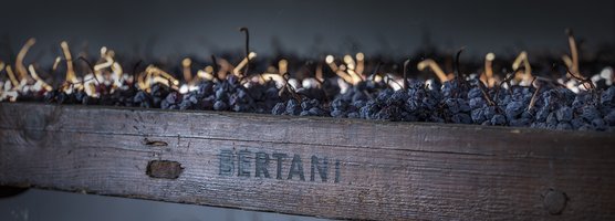 Grapes in arele - Bertani