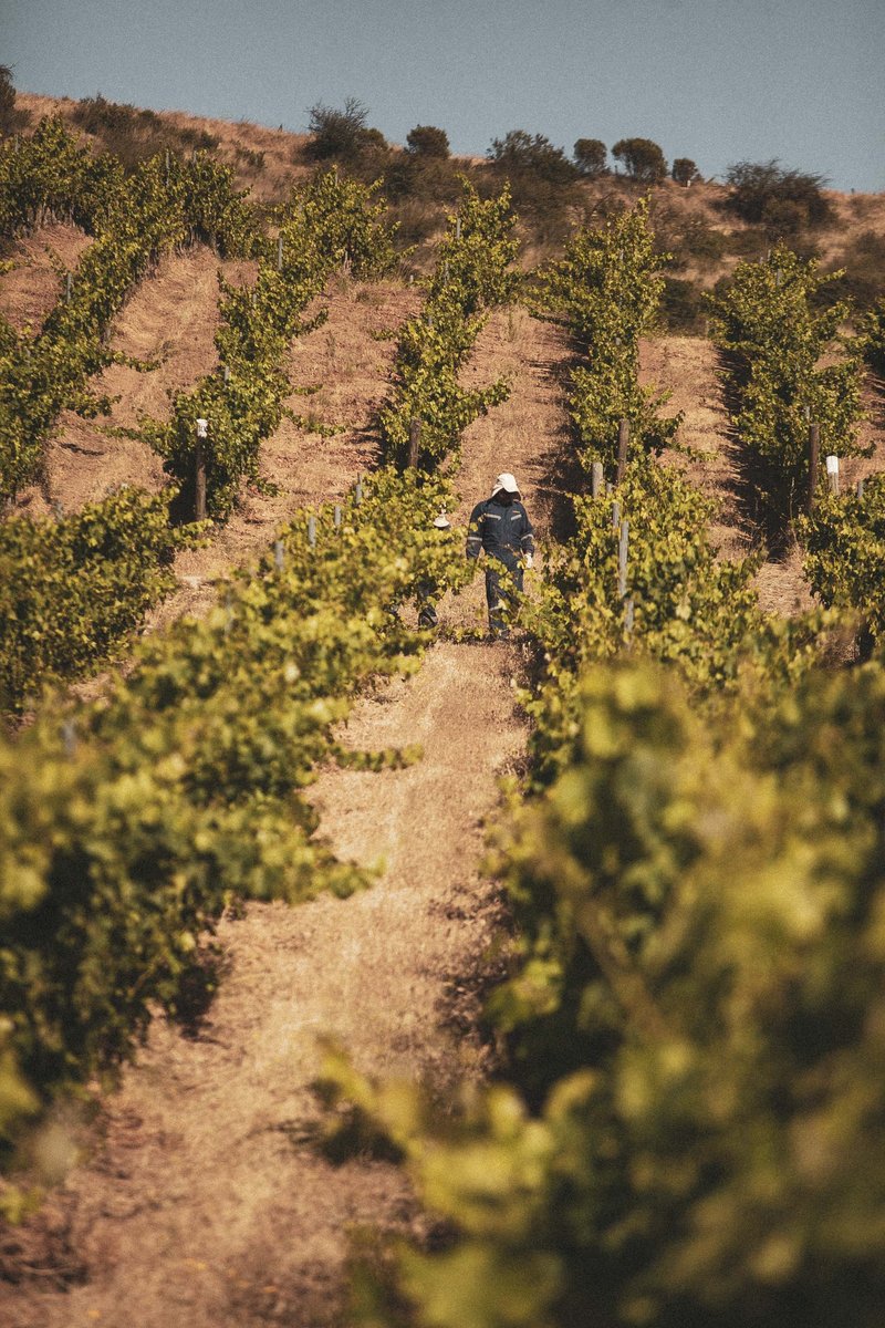 Worker in vineyard - Viña Los Vascos